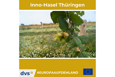 #EuropaAufDemLand: Innovativer Haselnussanbau in Thüringen